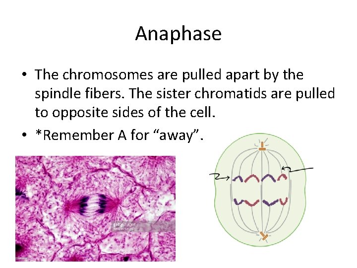 Anaphase • The chromosomes are pulled apart by the spindle fibers. The sister chromatids