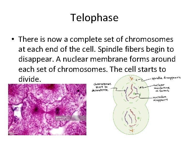 Telophase • There is now a complete set of chromosomes at each end of Telophase • There is now a complete set of chromosomes at each end of