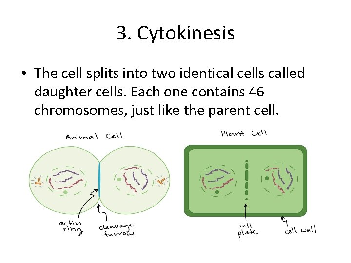 3. Cytokinesis • The cell splits into two identical cells called daughter cells. Each 3. Cytokinesis • The cell splits into two identical cells called daughter cells. Each