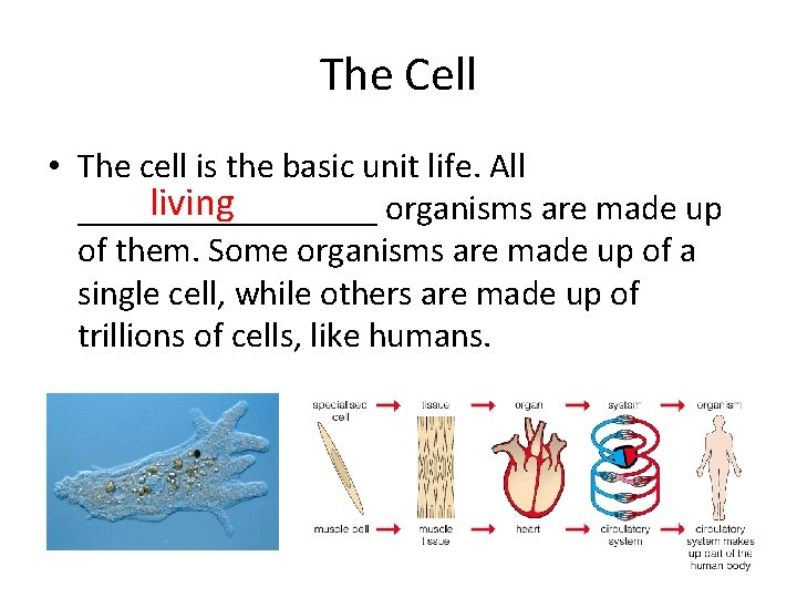 The Cell • The cell is the basic unit life. All living _________ organisms