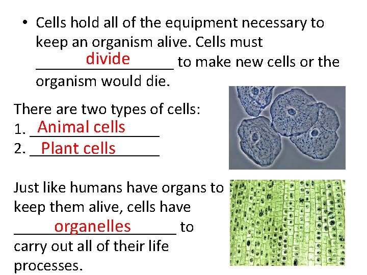  • Cells hold all of the equipment necessary to keep an organism alive.