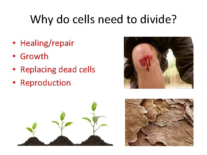 Why do cells need to divide? • • Healing/repair Growth Replacing dead cells Reproduction Why do cells need to divide? • • Healing/repair Growth Replacing dead cells Reproduction