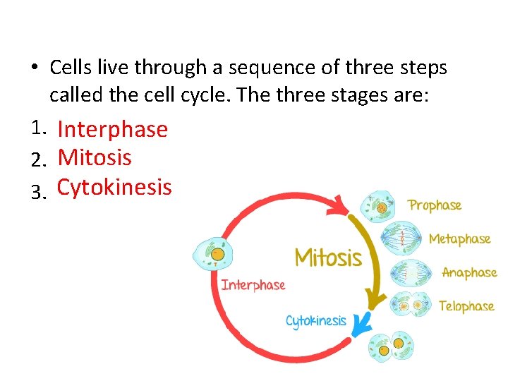  • Cells live through a sequence of three steps called the cell cycle.