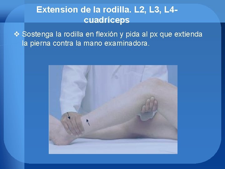 Extension de la rodilla. L 2, L 3, L 4 cuadríceps v Sostenga la