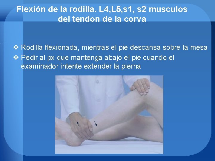 Flexión de la rodilla. L 4, L 5, s 1, s 2 musculos del