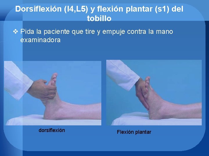 Dorsiflexión (l 4, L 5) y flexión plantar (s 1) del tobillo v Pida