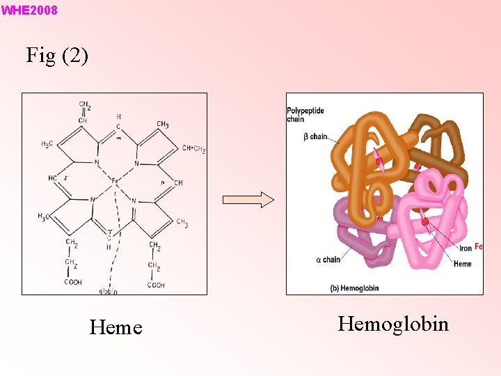 WHE 2008 Fig (2) Heme Hemoglobin 