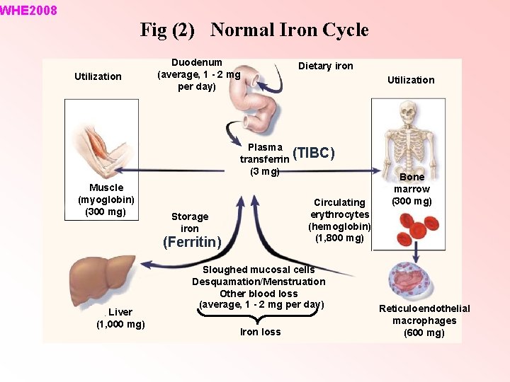 WHE 2008 Fig (2) Normal Iron Cycle Utilization Duodenum (average, 1 - 2 mg