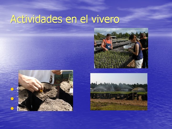 Actividades en el vivero • Siembra, • Transplante, • Mantenimiento. 