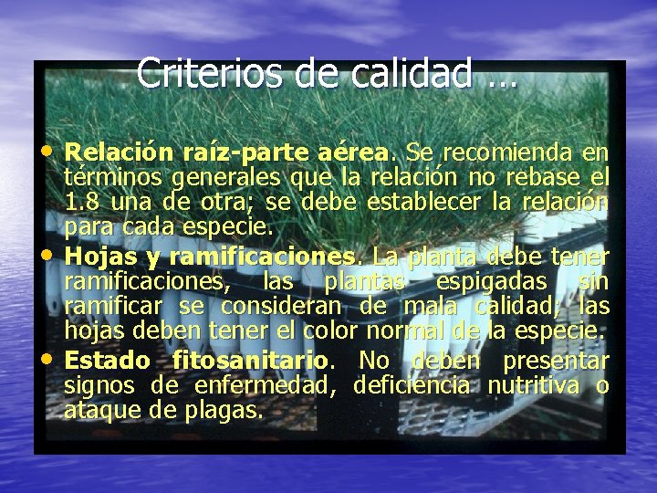 Criterios de calidad … • Relación raíz-parte aérea. Se recomienda en • • términos