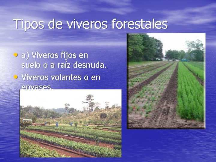 Tipos de viveros forestales • a) Viveros fijos en • suelo o a raíz