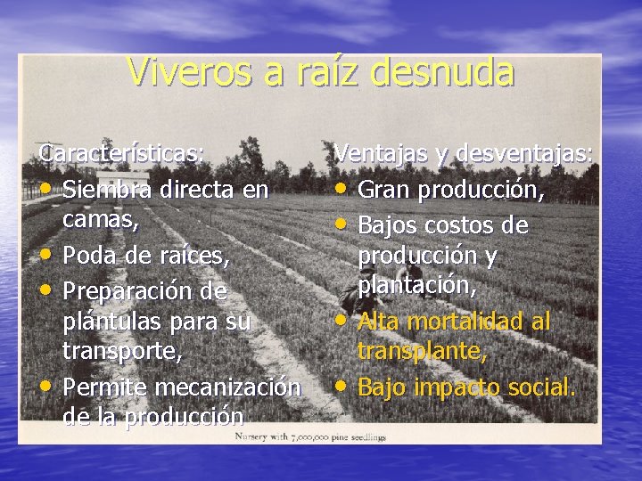 Viveros a raíz desnuda Características: • Siembra directa en camas, • Poda de raíces,