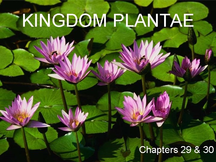 KINGDOM PLANTAE Chapters 29 & 30 