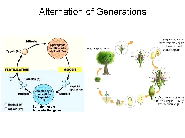 Alternation of Generations Female – ovule Male – Pollen grain 