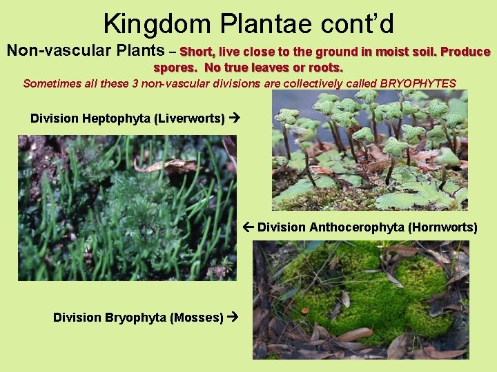 Kingdom Plantae cont’d Non-vascular Plants – Short, live close to the ground in moist