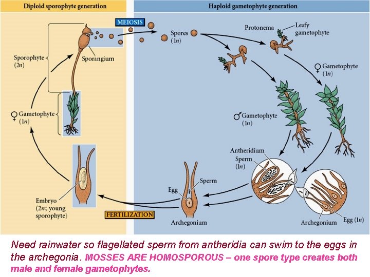 Need rainwater so flagellated sperm from antheridia can swim to the eggs in the