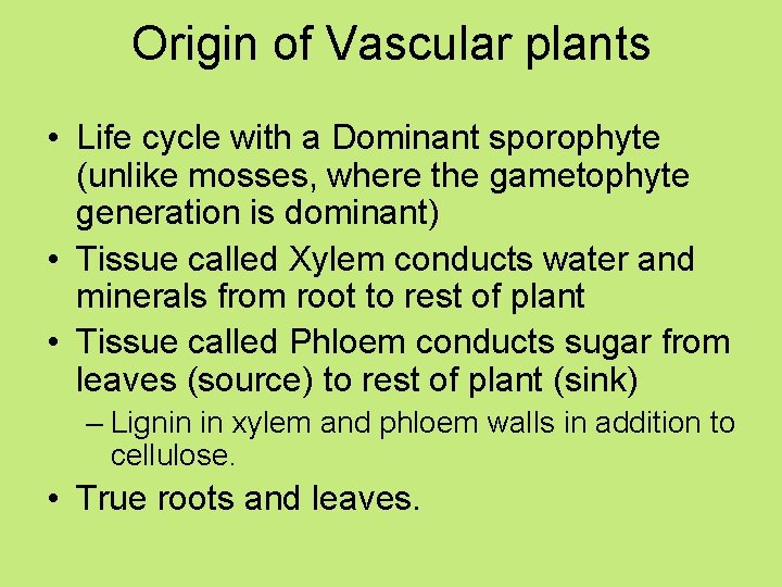 Origin of Vascular plants • Life cycle with a Dominant sporophyte (unlike mosses, where
