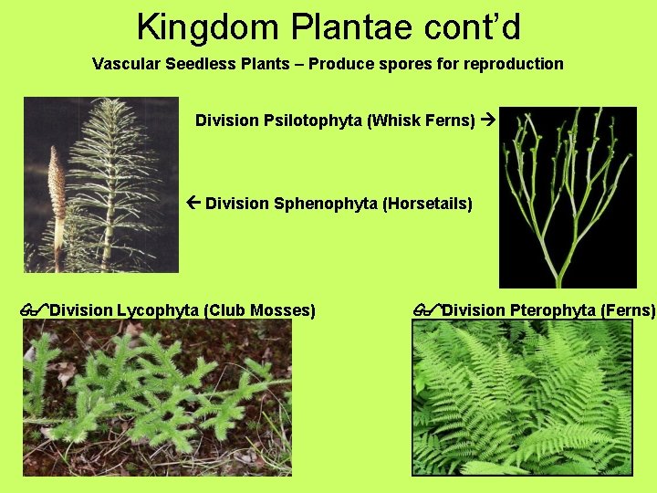 Kingdom Plantae cont’d Vascular Seedless Plants – Produce spores for reproduction Division Psilotophyta (Whisk