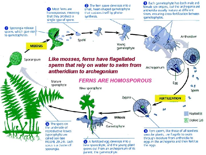 Like mosses, ferns have flagellated sperm that rely on water to swim from antheridium