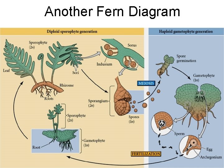Another Fern Diagram 