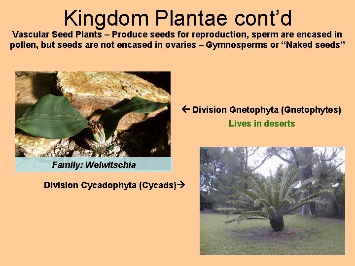 Kingdom Plantae cont’d Vascular Seed Plants – Produce seeds for reproduction, sperm are encased