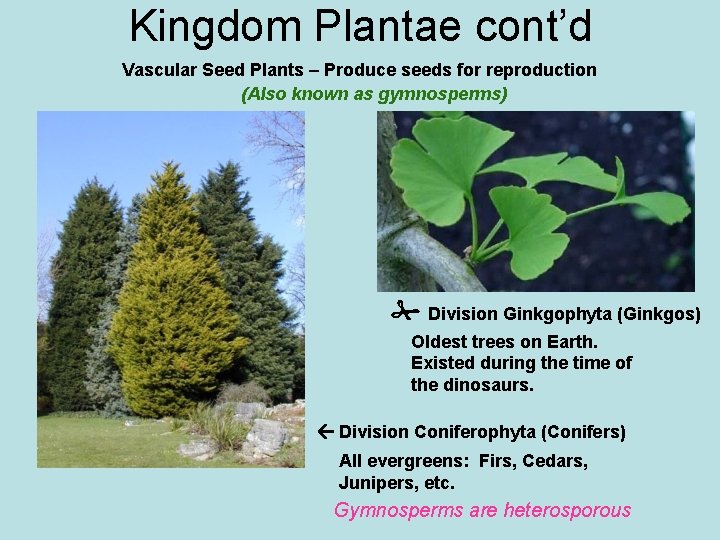 Kingdom Plantae cont’d Vascular Seed Plants – Produce seeds for reproduction (Also known as