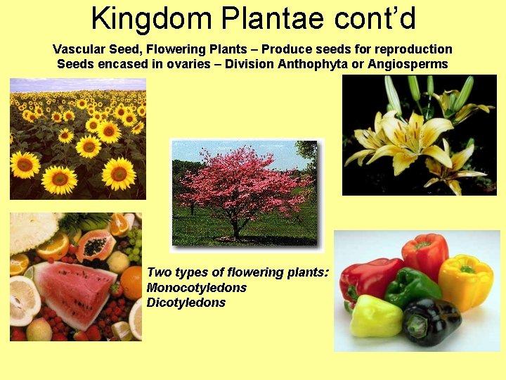 Kingdom Plantae cont’d Vascular Seed, Flowering Plants – Produce seeds for reproduction Seeds encased