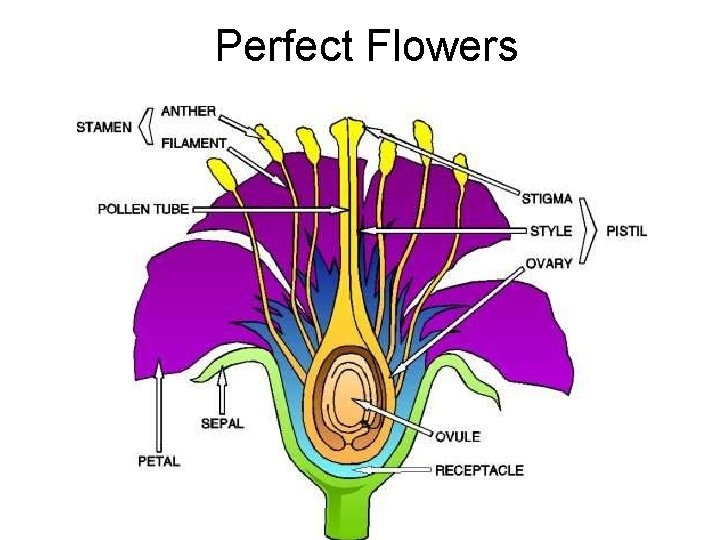 Perfect Flowers 