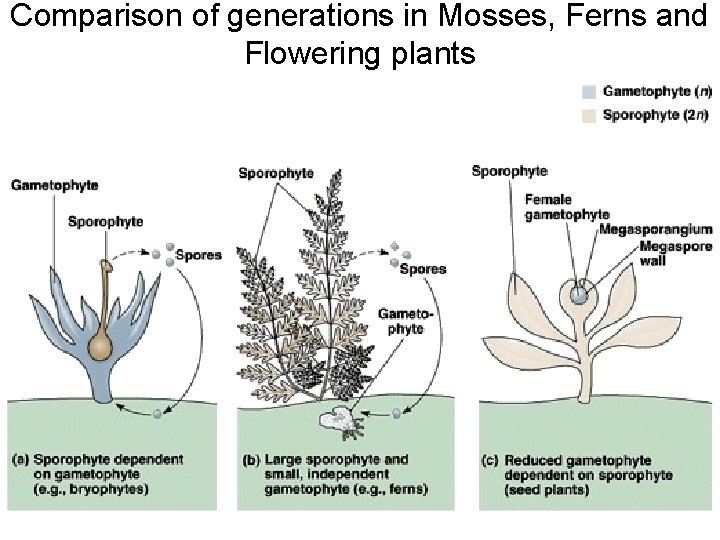 Comparison of generations in Mosses, Ferns and Flowering plants 