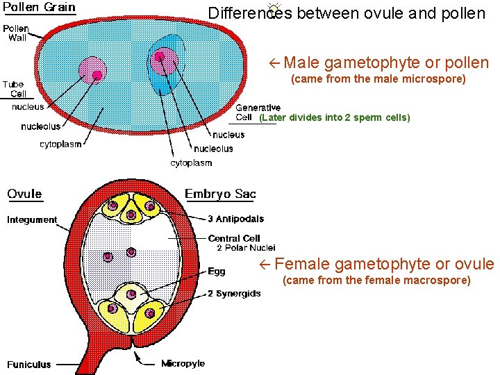 Differences between ovule and pollen Male gametophyte or pollen (came from the male microspore)