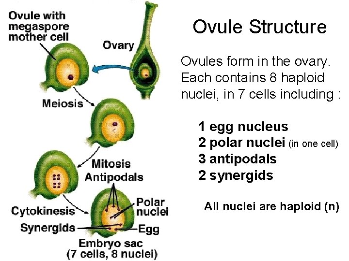 Ovule Structure Ovules form in the ovary. Each contains 8 haploid nuclei, in 7