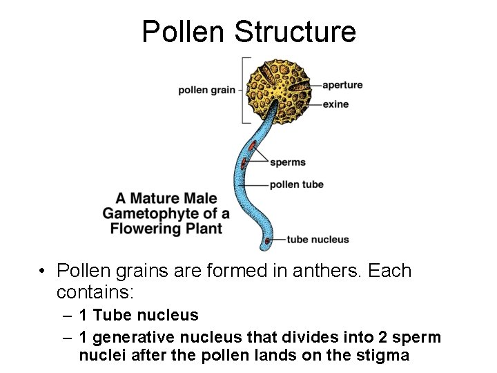 Pollen Structure • Pollen grains are formed in anthers. Each contains: – 1 Tube