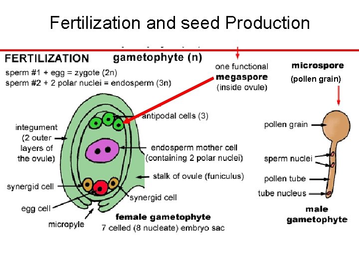 Fertilization and seed Production (pollen grain) 