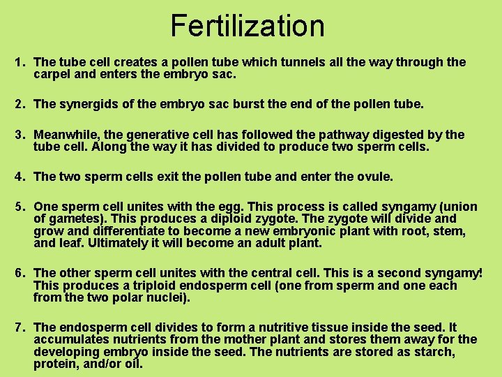 Fertilization 1. The tube cell creates a pollen tube which tunnels all the way