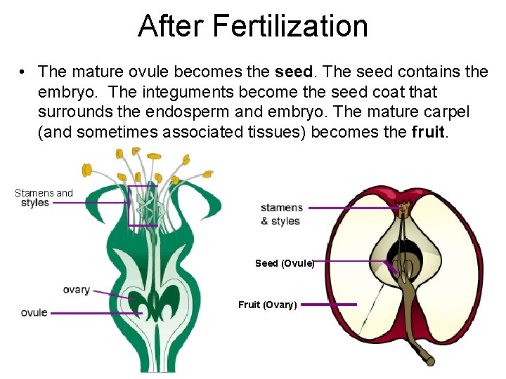 After Fertilization • The mature ovule becomes the seed. The seed contains the embryo.