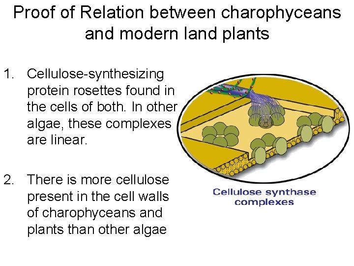 Proof of Relation between charophyceans and modern land plants 1. Cellulose-synthesizing protein rosettes found