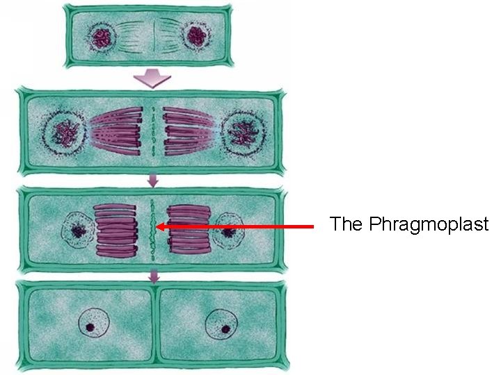 The Phragmoplast 