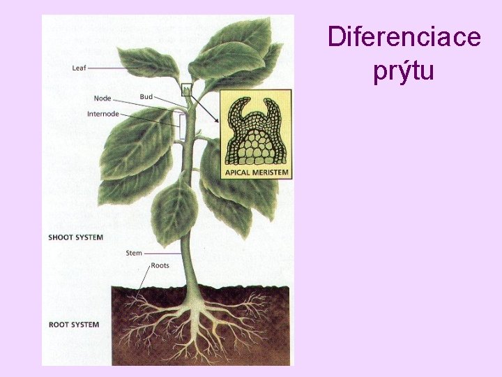 Diferenciace prýtu 