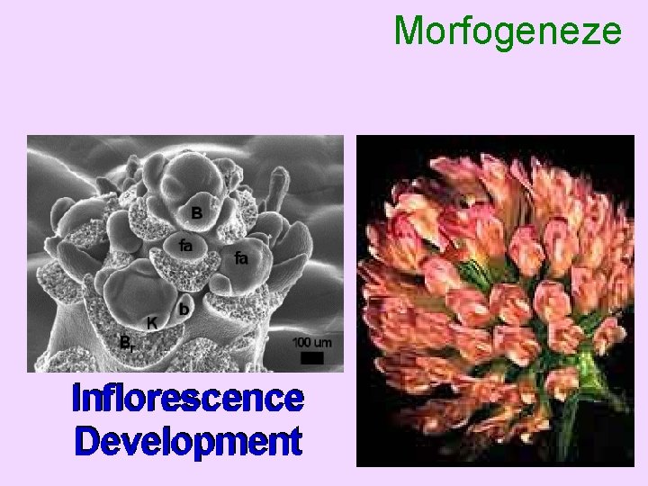 Morfogeneze 