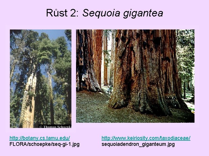 Růst 2: Sequoia gigantea http: //botany. cs. tamu. edu/ FLORA/schoepke/seq-gi-1. jpg http: //www. keiriosity.