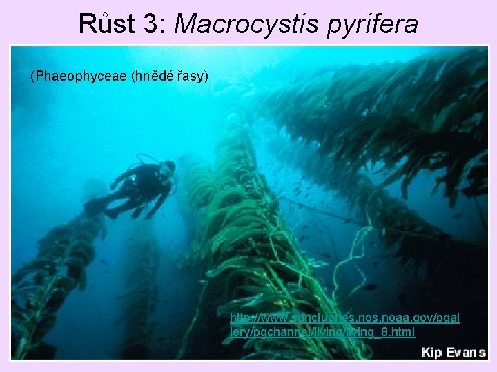 Růst 3: Macrocystis pyrifera (Phaeophyceae (hnědé řasy) http: //www. sanctuaries. noaa. gov/pgal lery/pgchannel/living_8. html