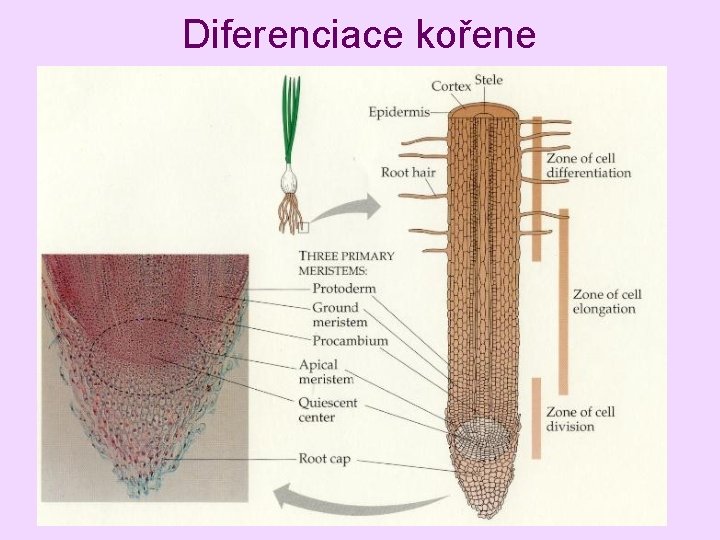 Diferenciace kořene 