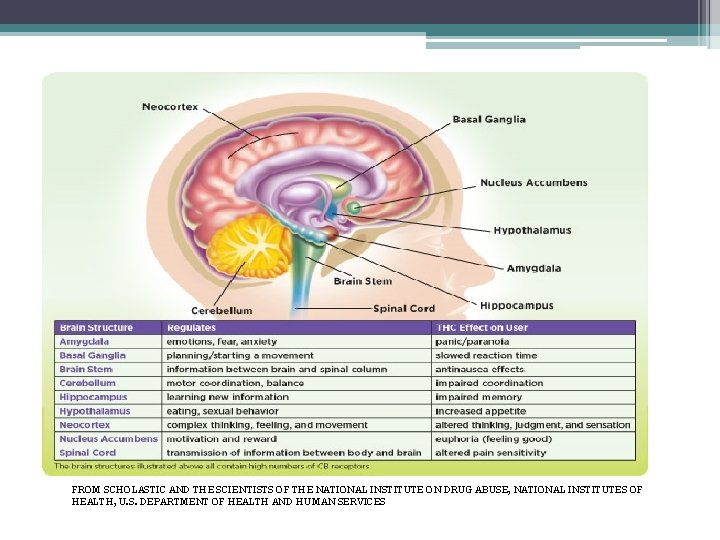 FROM SCHOLASTIC AND THE SCIENTISTS OF THE NATIONAL INSTITUTE ON DRUG ABUSE, NATIONAL INSTITUTES