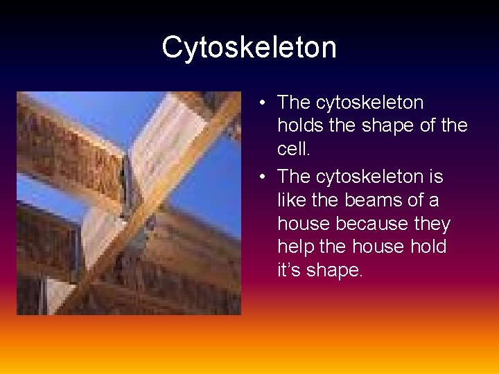 Cytoskeleton • The cytoskeleton holds the shape of the cell. • The cytoskeleton is