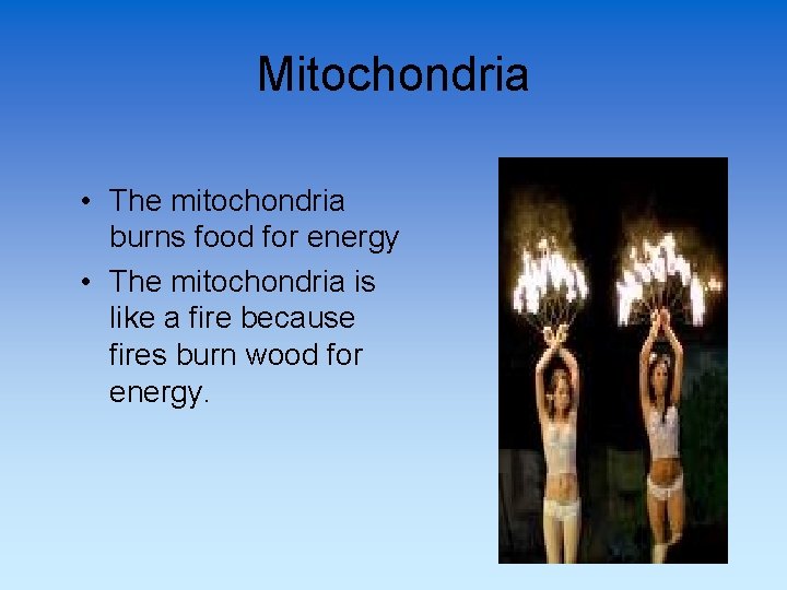 Mitochondria • The mitochondria burns food for energy • The mitochondria is like a