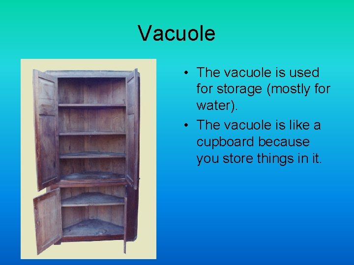 Vacuole • The vacuole is used for storage (mostly for water). • The vacuole