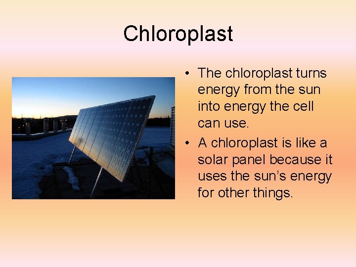 Chloroplast • The chloroplast turns energy from the sun into energy the cell can