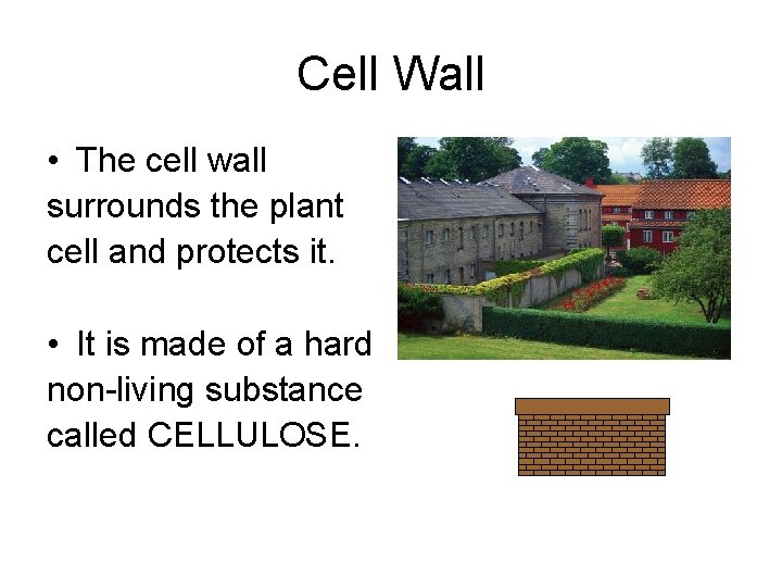 Cell Wall • The cell wall surrounds the plant cell and protects it. •