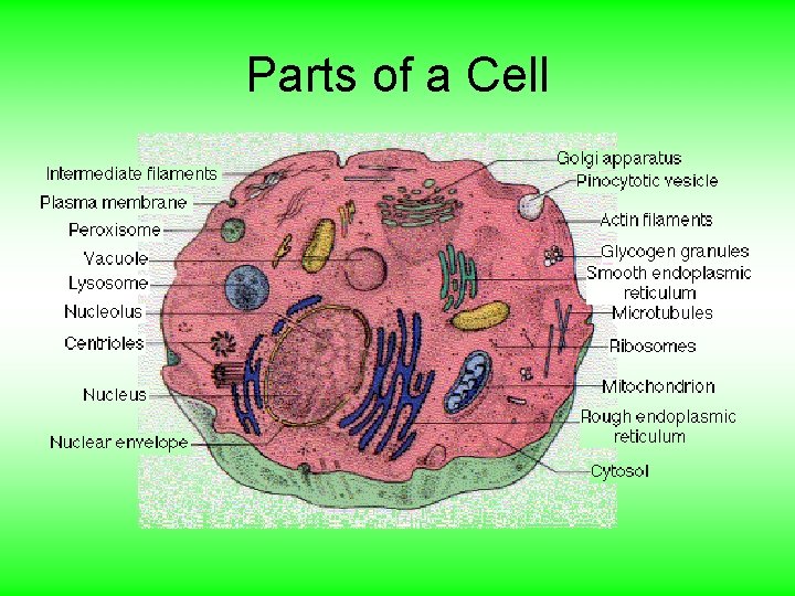 Parts of a Cell 