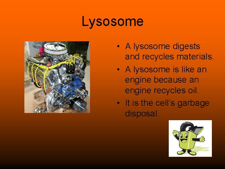 Lysosome • A lysosome digests and recycles materials. • A lysosome is like an